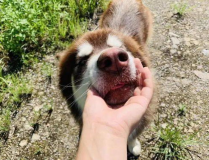 网红弃狗,责任与反思